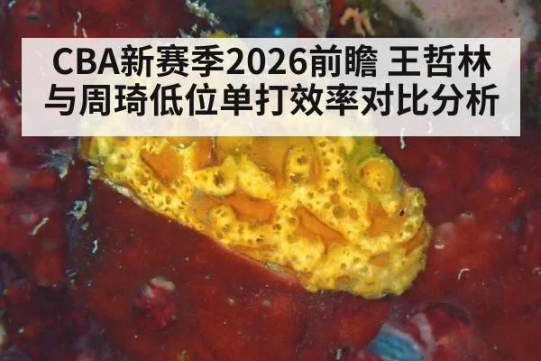 CBA新赛季2026前瞻 王哲林与周琦低位单打效率对比分析